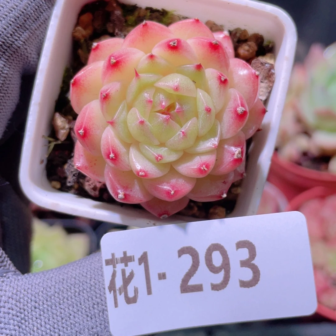 花利美 1-293海王