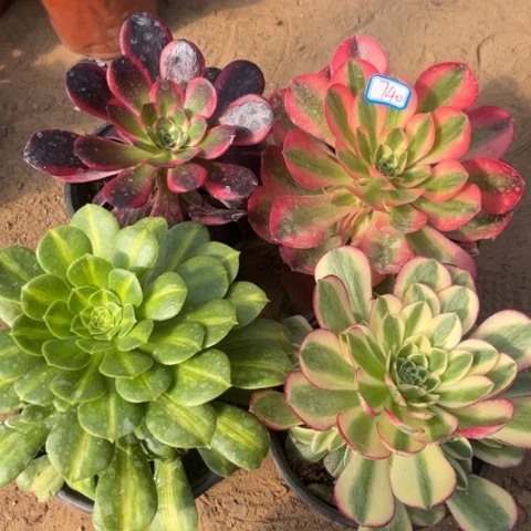 燕*儿740多肉植物组合