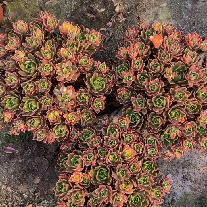 甜茶一组三颗多肉植物