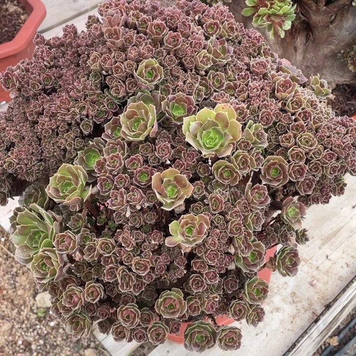 带伤特价多肉来找俺了哦哈笑的肚子