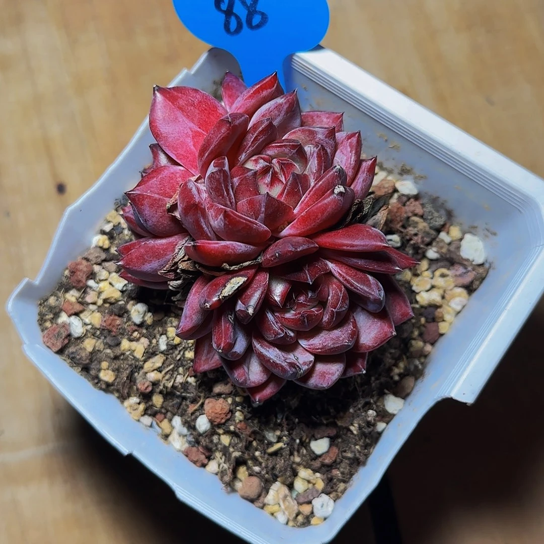 法**六夜魔侠88号一物一拍