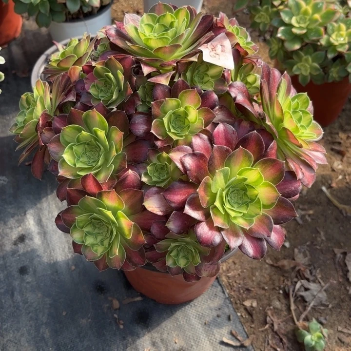 韶华多肉法师5755