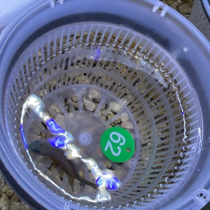 海水鱼食台吊一条顺丰包邮