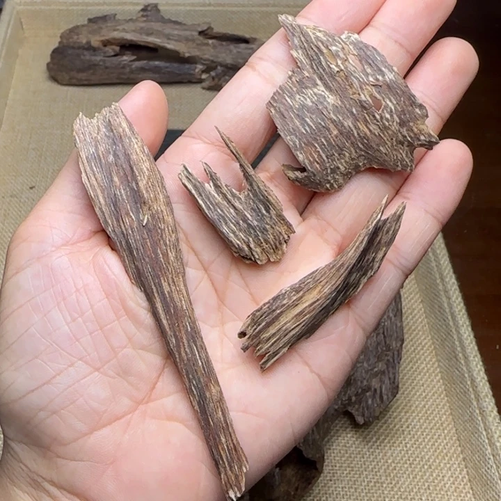 香榧木琼海虫漏虫漏