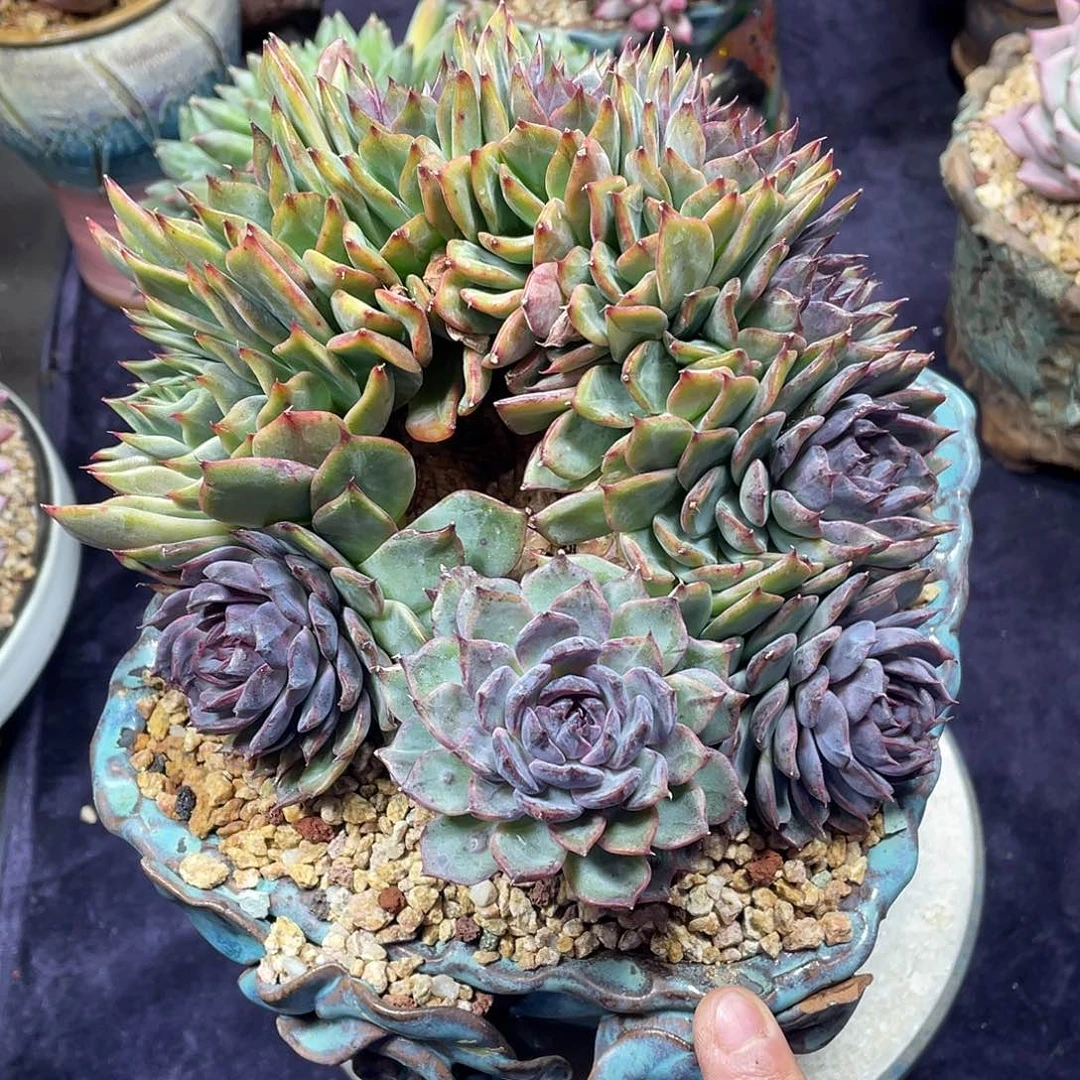 多肉植物脱土包邮