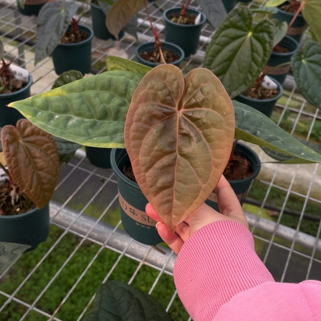 无花朵华丽奢（9999）