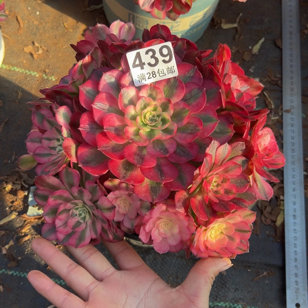 城***开多肉植物439荔枝的