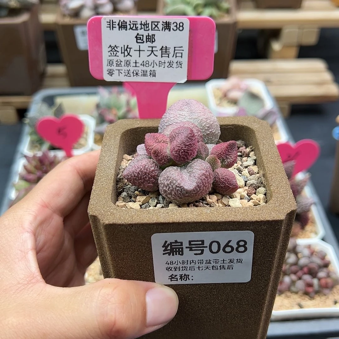 小*运068水蜜桃水泡多肉植物