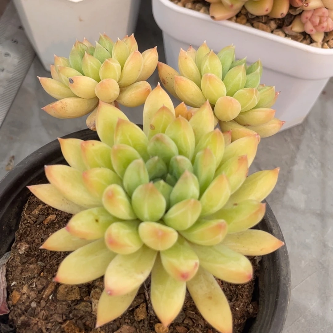 甲骨文三头满35包邮