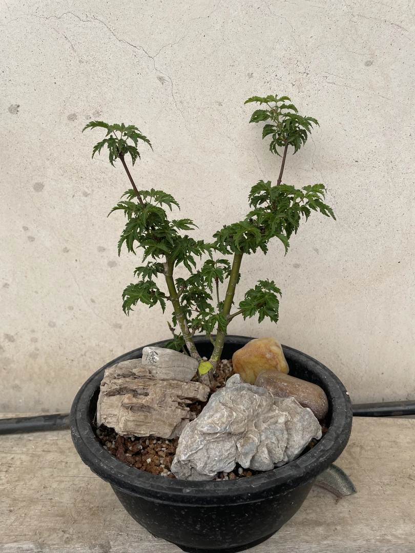 新疆 各类石头 造型石 泥石 盆景石.