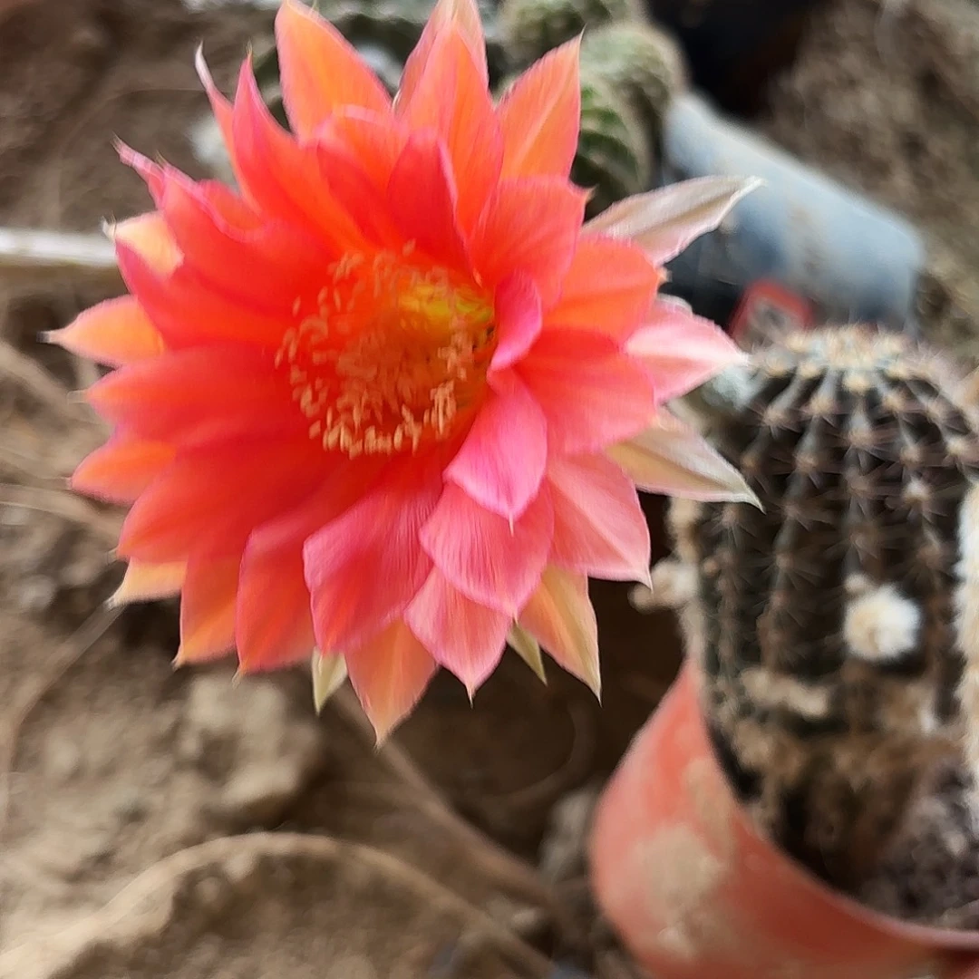 360 带根实生仙人球