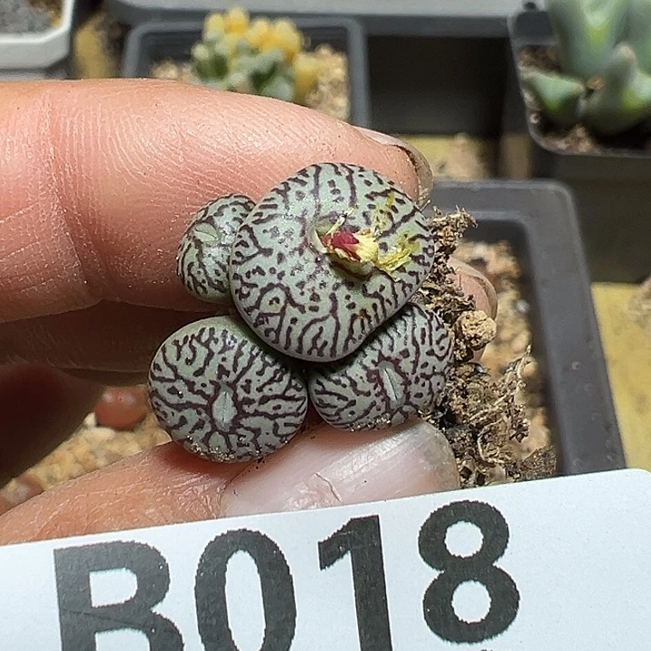 018号墨小锥多肉植物