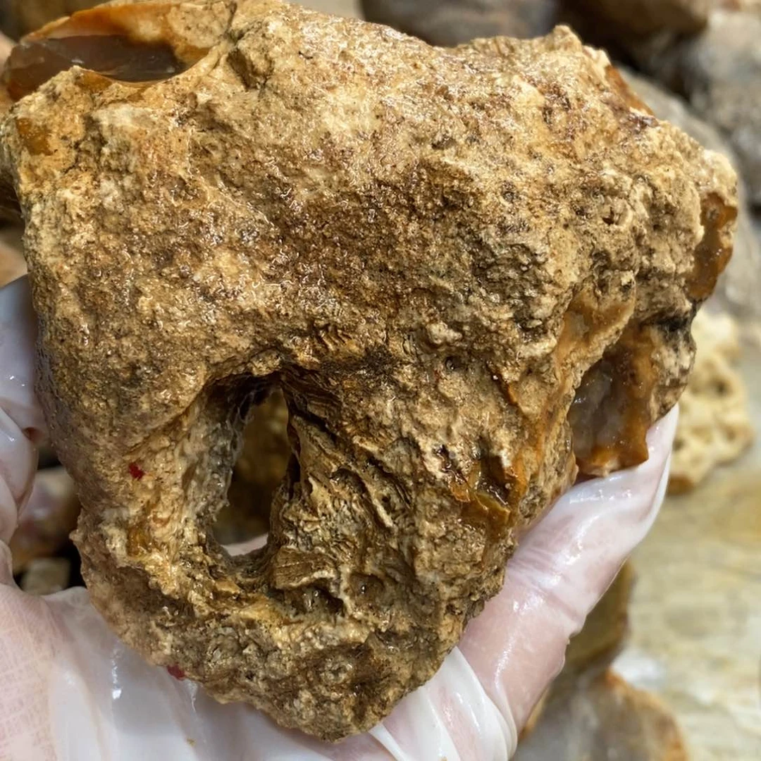 【闪购商品】硅化玉颈饰未镶嵌