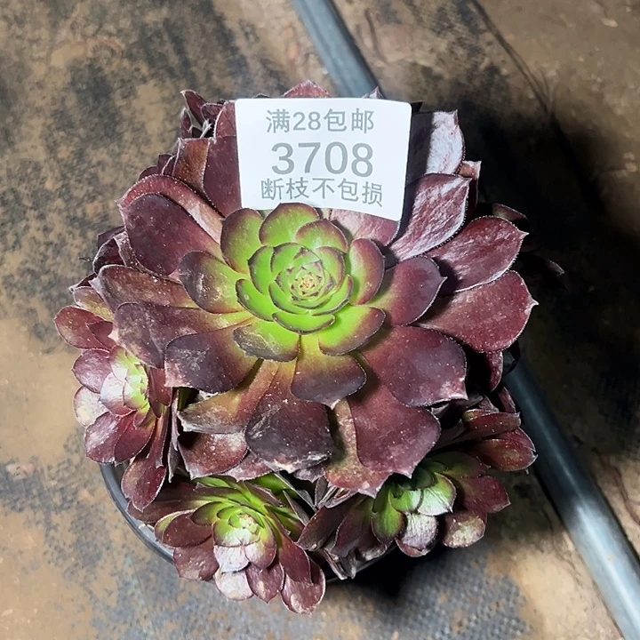 魚***語3708黑美人多肉植物