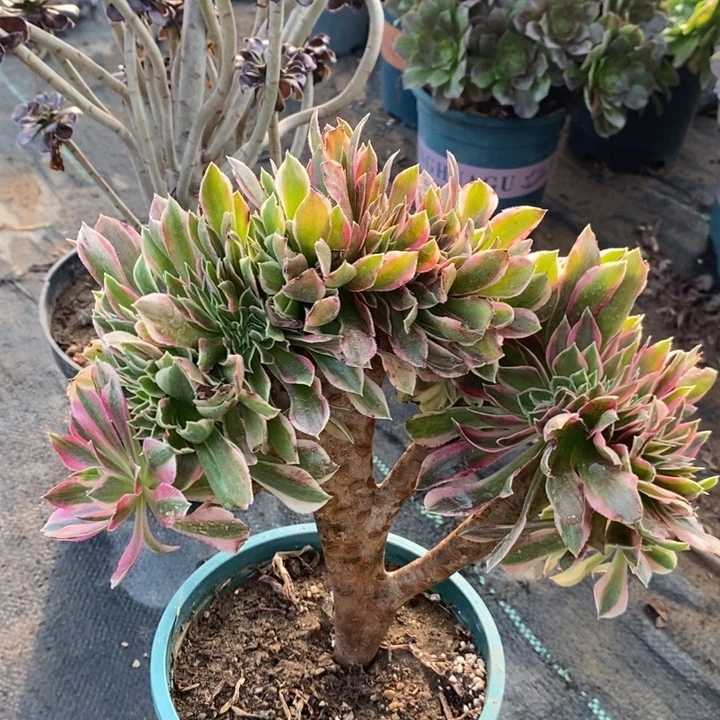 女神缀多肉植物38。