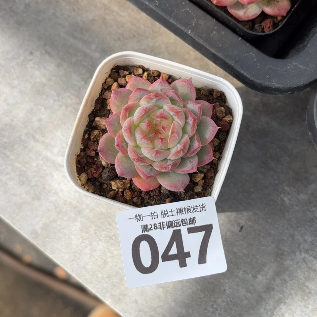 优选珍妮无盆土发货