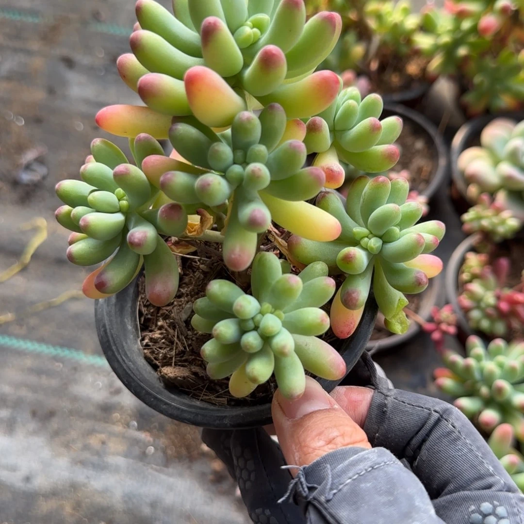 无花朵90果冻乙女心