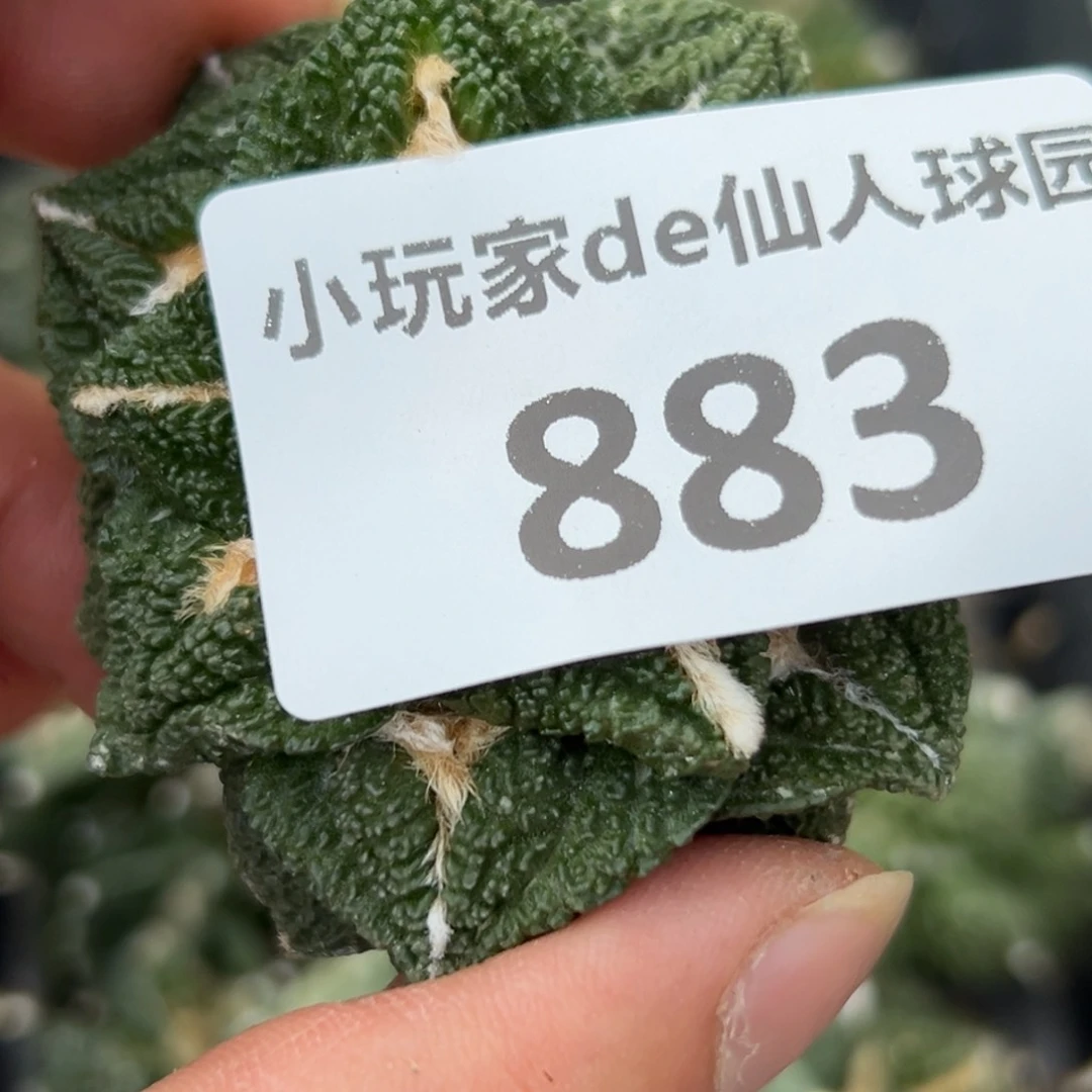 寻*觅883 有根 仙人球的世界里