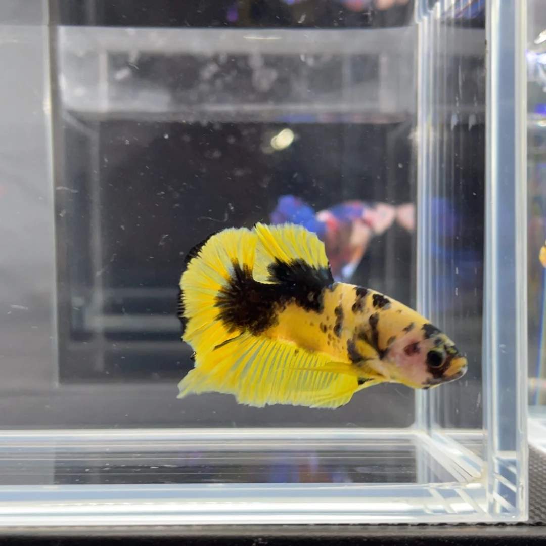 斗鱼11.21下午黄糖虎斑03