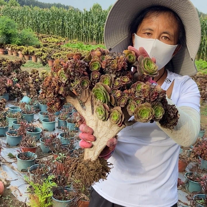 晶***晶452欧紫缀欧紫缀老桩自然朵