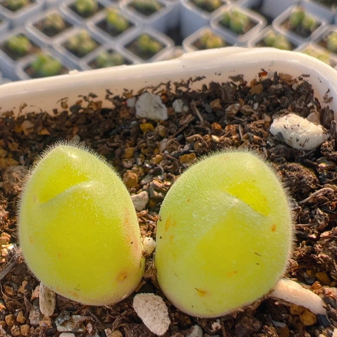 125多肉植物百科知识