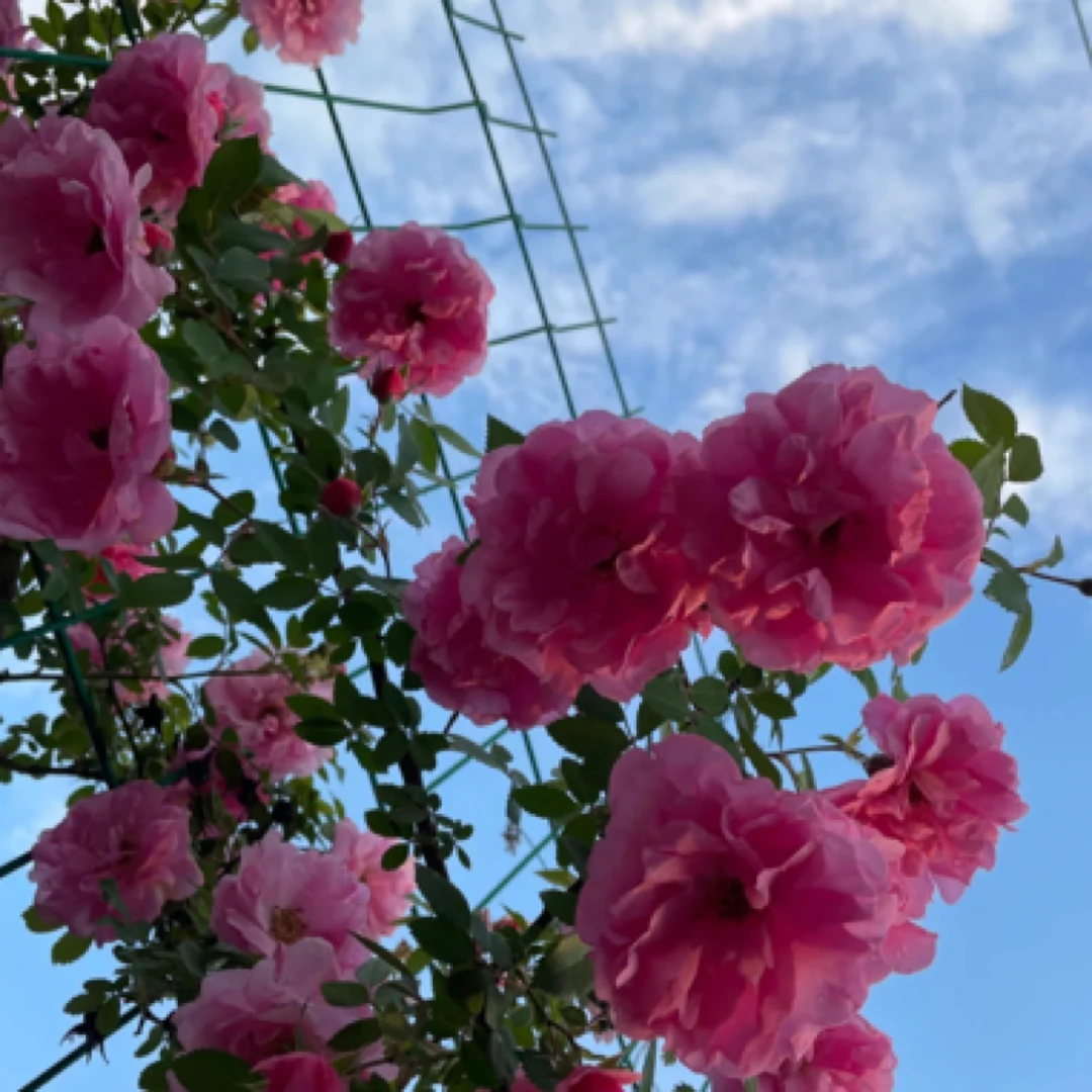 寒粉1号爬藤月季粉蝶约翰戴维斯盆栽地栽耐寒耐热