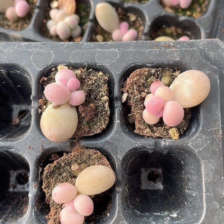 彩虹奶随机发满18包邮发3颗