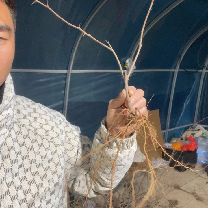 复色东洋锦海棠花一颗