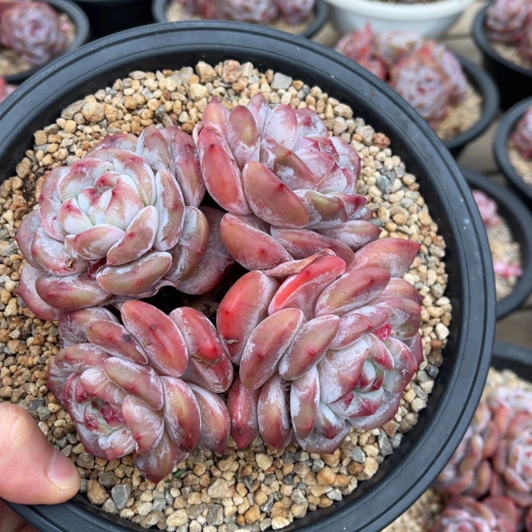 一物一拍不支持退换