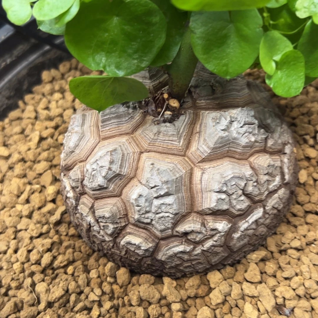 精品盆栽养定的龟甲龙110号