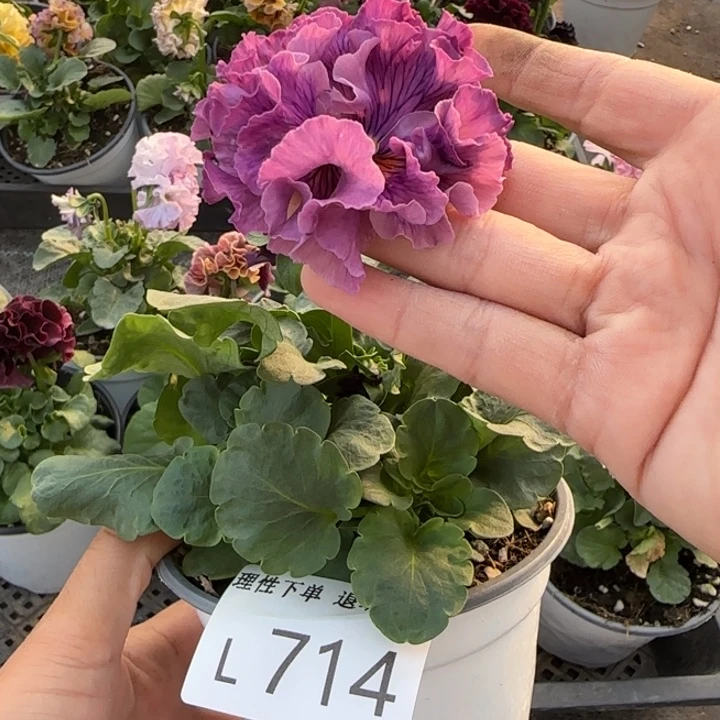 无花朵L714小苗低于零下5勿拍