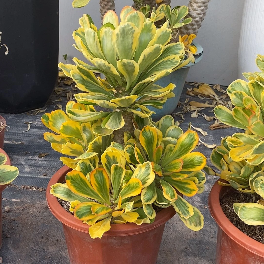 扇贝麒麟锦一物一拍