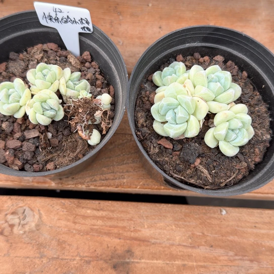 小格格专拍冰玉群三颗脱土