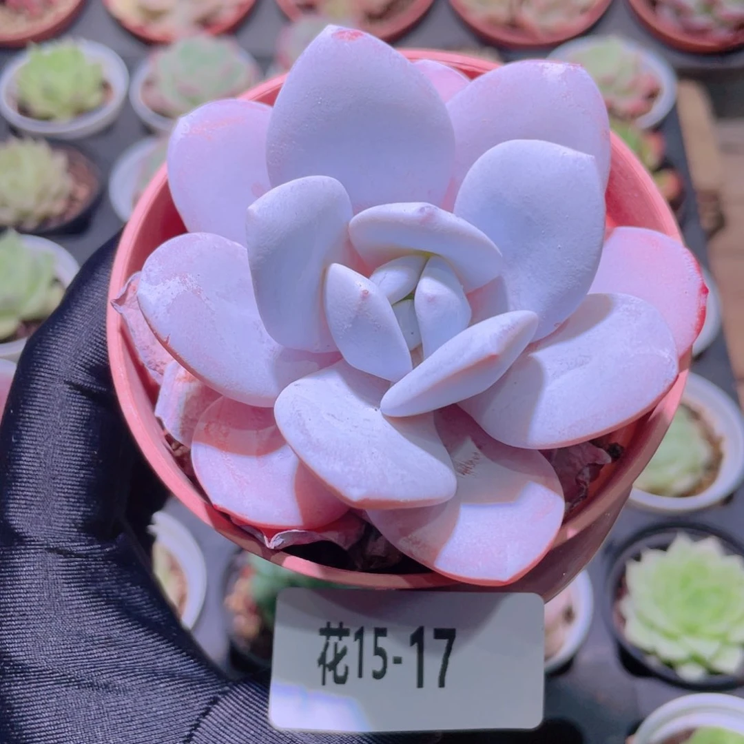 花利美15-17粉雪莲