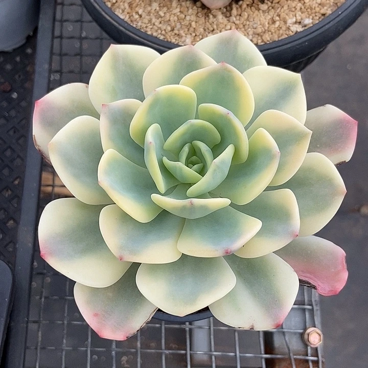 白月光锦大单头的