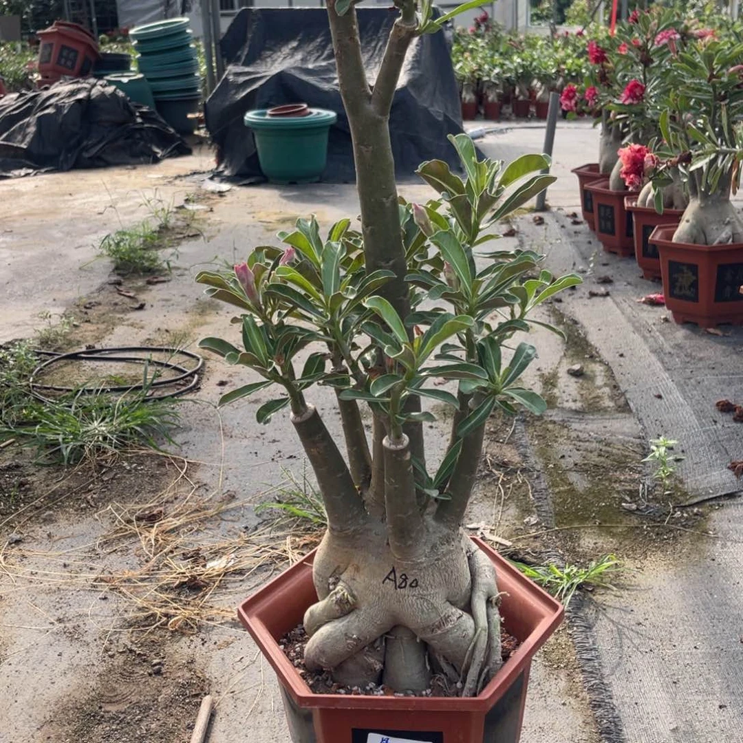 凤***完全开放沙漠玫瑰盆栽