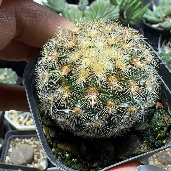 599嘉文丸脱土发货