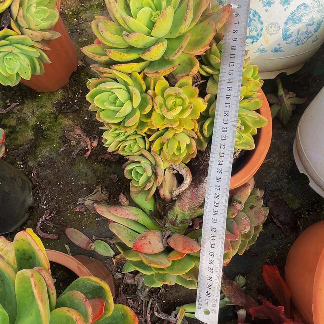 金辉大飘枝68多肉老桩