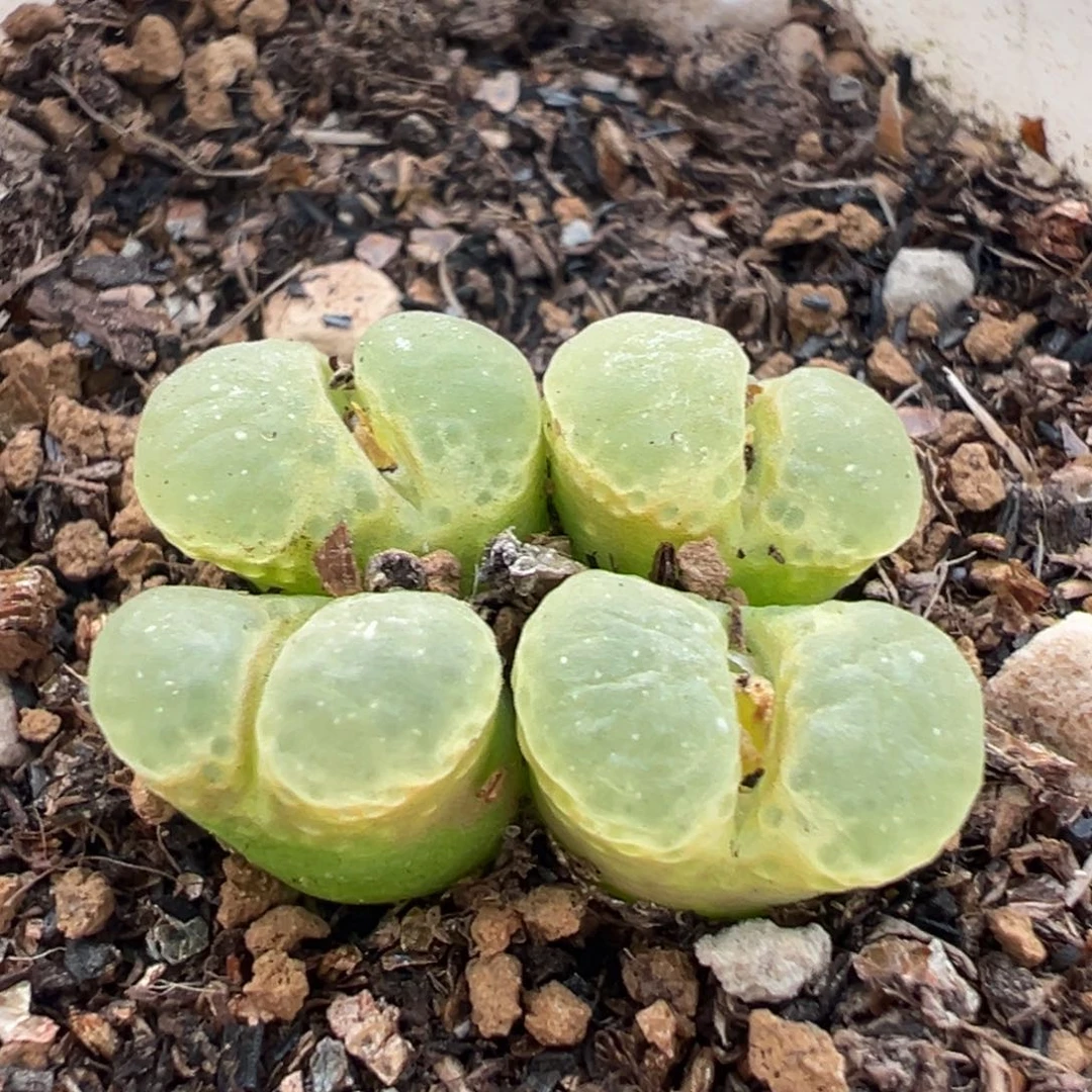 36多肉植物百科植物