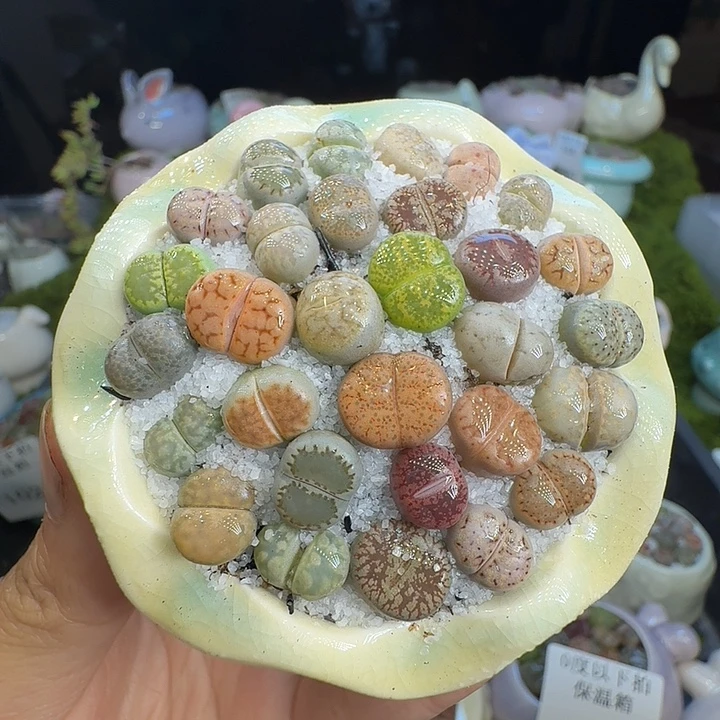 多肉植物福利冲1043