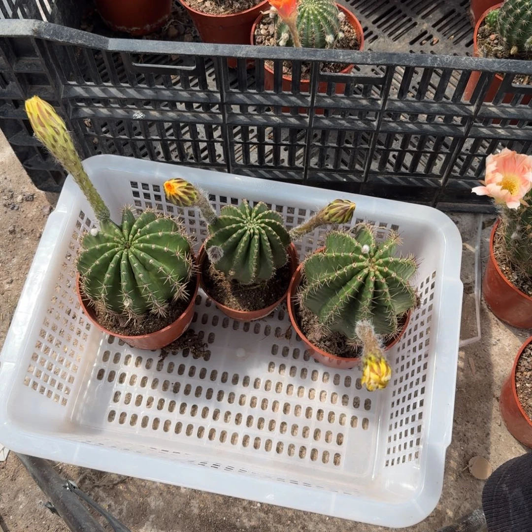 云***舒无花朵彩草哈哈哈哈哈哈哈哈