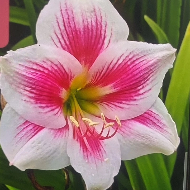 欢愉5厘米朱顶红，