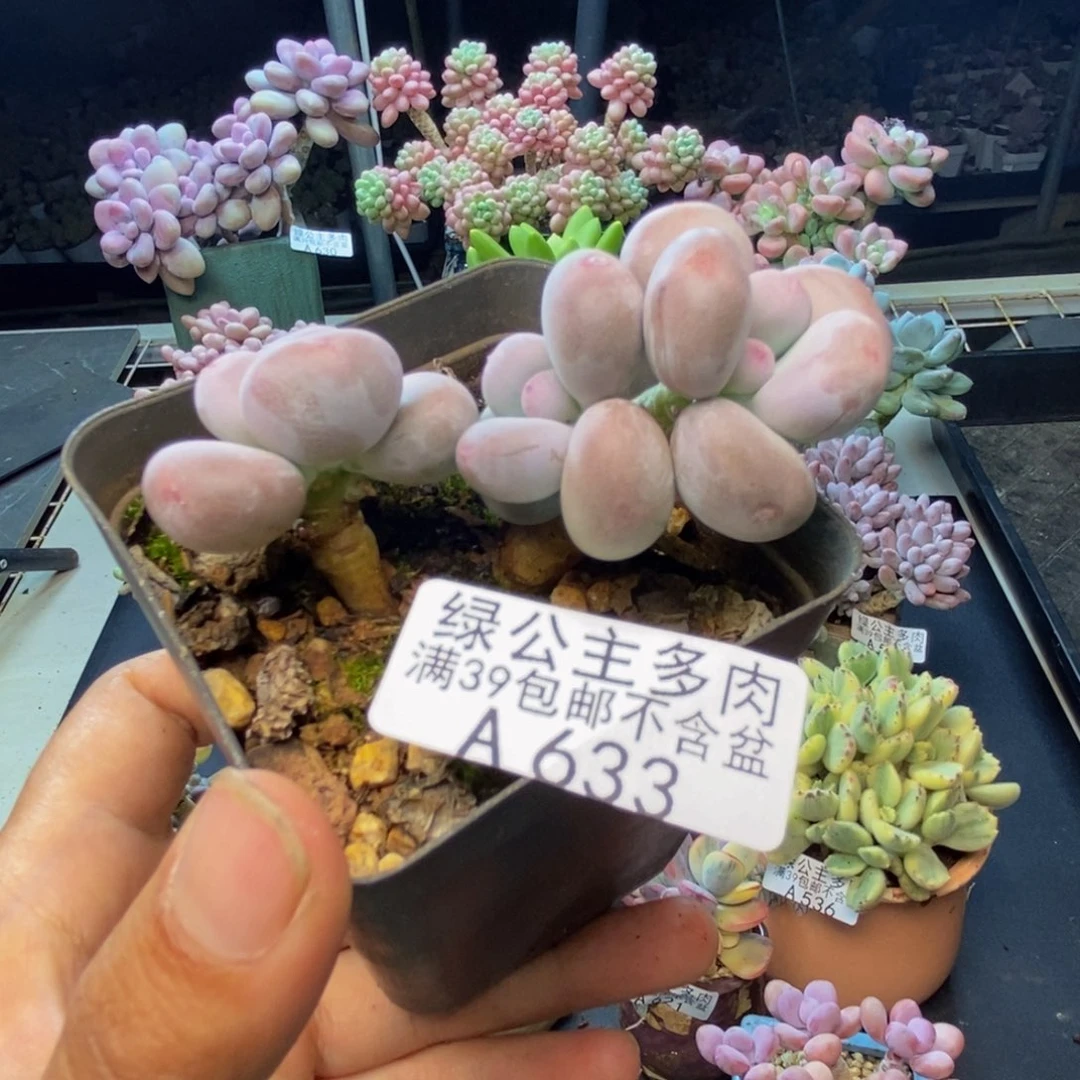 633蛋黄奶多肉6cm