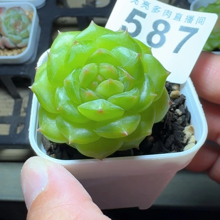 慢***活绿体珍妮            多肉植物
