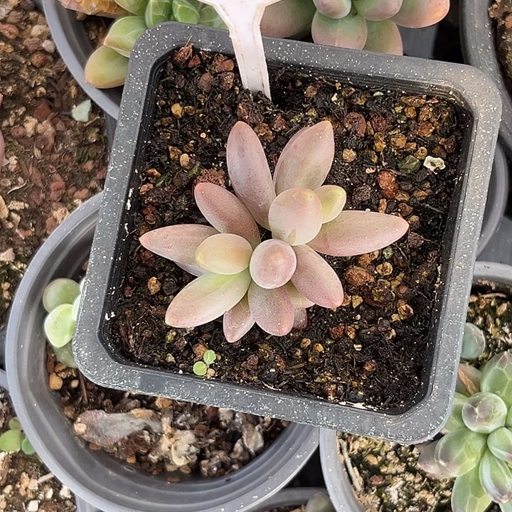 是****多肉植物彩体烟化644