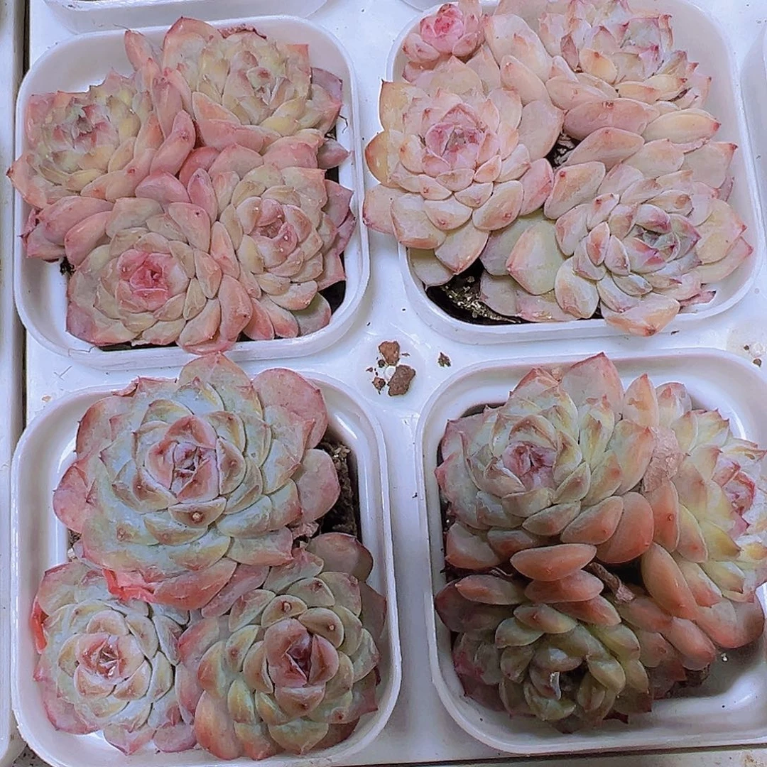 冰葡萄群19包邮多肉植物