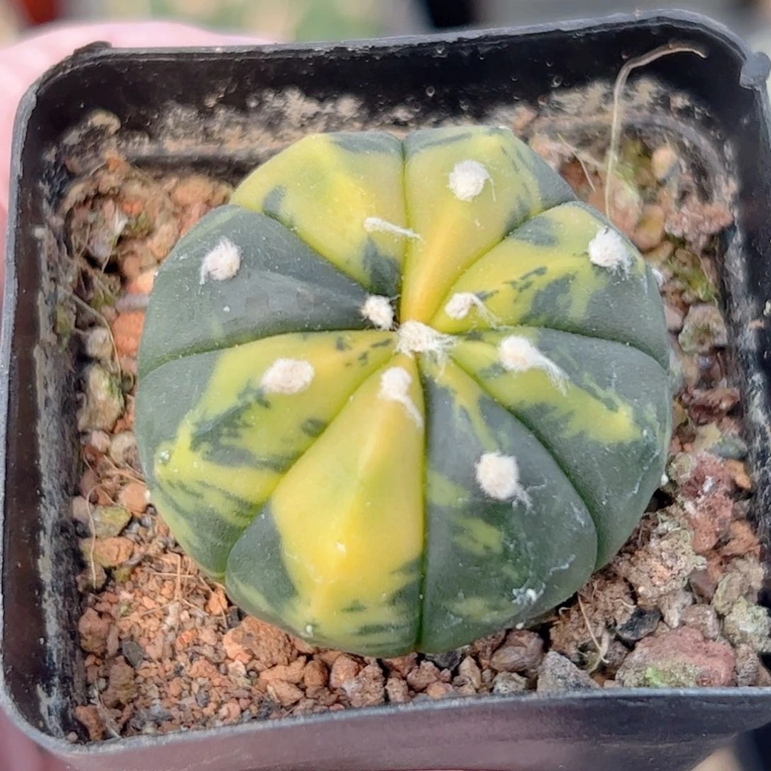 实生 兜锦仙人球