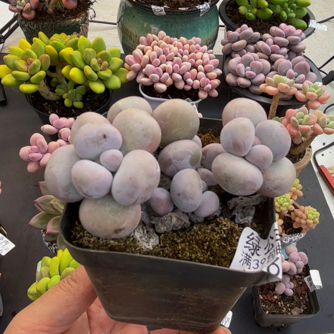 1672芭比奶酪6cm多肉