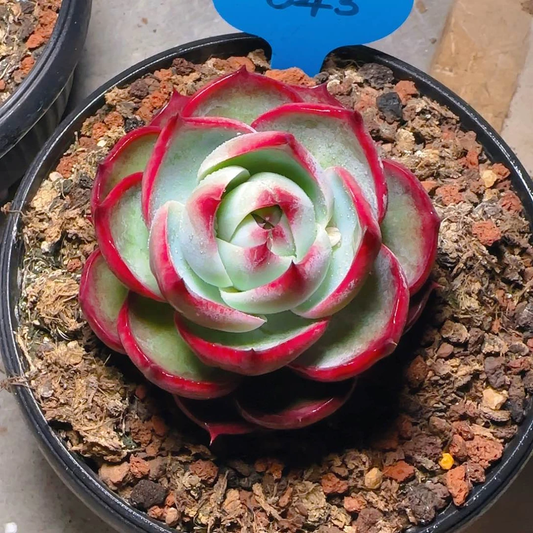 惊鸿仙子一物一拍645号