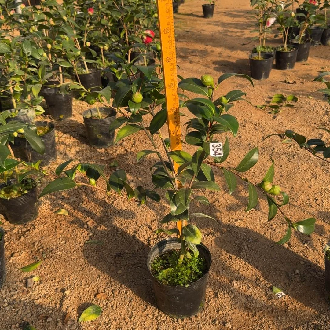 少量花朵（建议范围：2朵-5朵 或40%以下）354志愿者